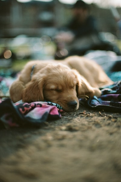 Lying on the ground of golden retriever
